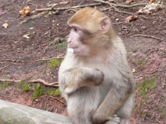 Montagne des singes