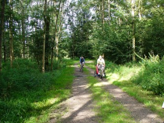 Forêt de l'Illwald 