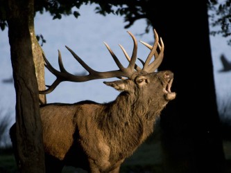 Parc animalier de Sainte -Croix