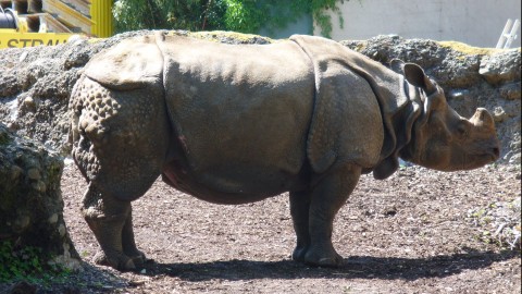 Zoo de Bâle