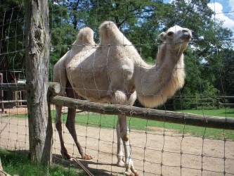 Zoo de Saarbrücken