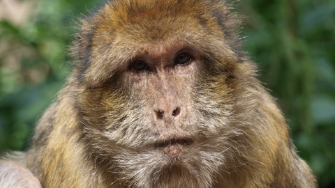 Montagne des singes
