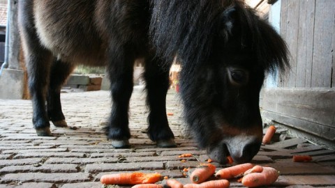 Ferme d’Epona 