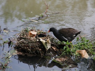 Réserve naturelle du Taubergiessen