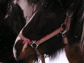Poney Parc
