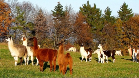 Les lamas de la Montagne Bleue