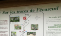 Sur les traces de l'écureuil