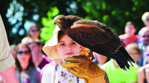 Volerie des aigles 