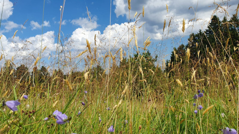 De la Chaume des Veaux à la Rothlach